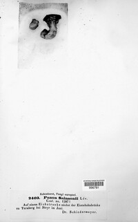 Panus rudis image